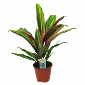 Cordyline Variegata Kiwi (green) in Pot 20cm
