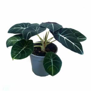Alocasia Black Velvet in Pot 19cm