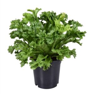 Asplenium antiquum Leslie in Pot 17cm