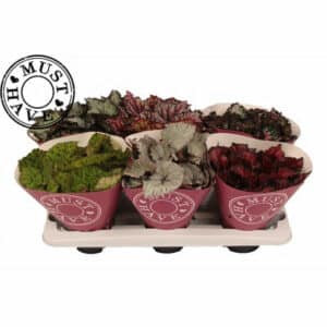 Begonia leaf Beleaf mixed in Pot 13cm