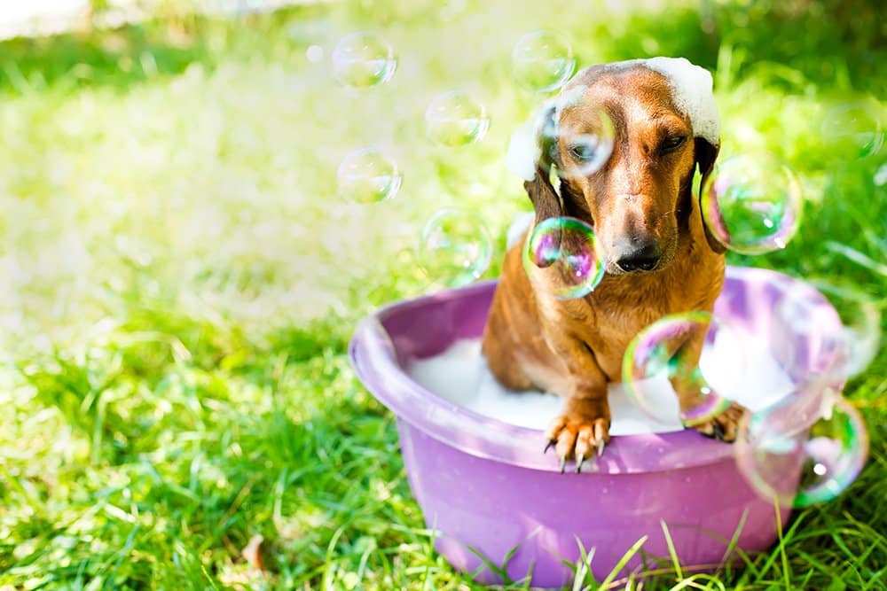 Dog Wash Day