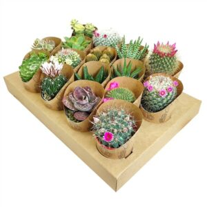 Cactus/Succulent Ecosostenibile in Pot 6.5cm