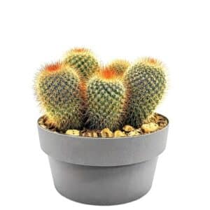 Mammillaria Spinosissima In Pot 20cm