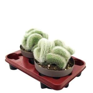 Cleistocactus Strausii Crest in Pot 20cm