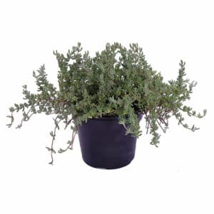 Barba Di Giove in Pot 18cm Lt 3,3