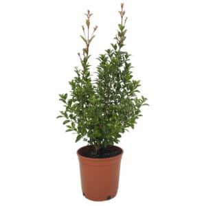Eugenia New Port in Pot 18cm