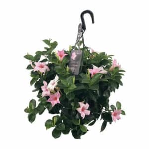 Sundavillea in Basket 22cm