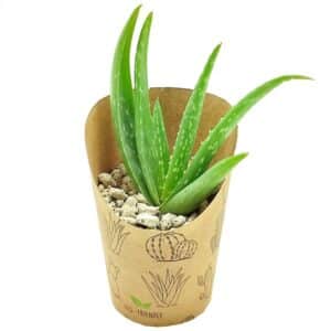 Aloe Vera in Eco Pot 6cm