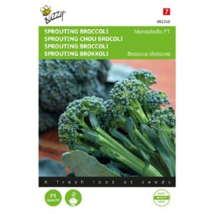 Buzzy® Sprouting Broccoli Montobello F1