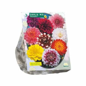 Dahlia Decorative Mixed X 3