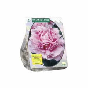 Peonies, Pink X 2 bulbs