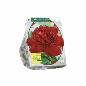 Peonies, Red X 2 bulbs
