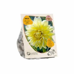 Dahlia flower my life deco yellow