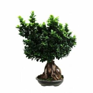 Bonsai F. Ginseng 5000 Gr. Vaso Container D.40cm