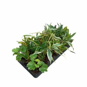 House Plants Mixed in Pot 8cm