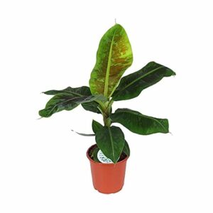 Musa Dwarf Cavendish in Pot 21cm