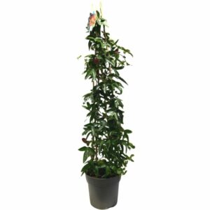 Passiflora Pyramid in Pot 24cm