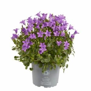 Campanula Take in Pot 14cm