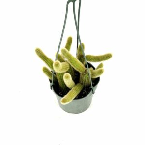Cleistocactus Winteri in Basket 14cm