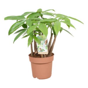 Pachira Aquatica Multistem in Pot 17cm