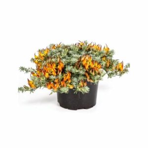 Lotus in Pot 18cm