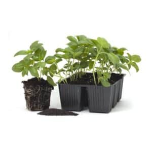 Mountain Basil 6 Seedlings