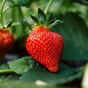 Strawberry Plant in 16cm Pot
