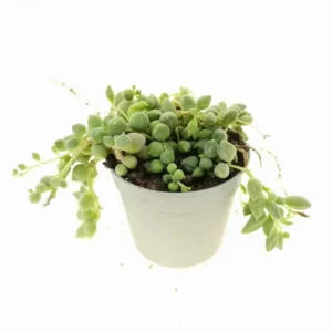 Senecio Rowleyanus In Pot 6.5cm