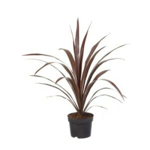 Cordyline objecta Super Star PBR 19x19