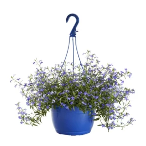 Lobelia in Basket 20cm