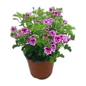 Macrantino in Pot 16cm