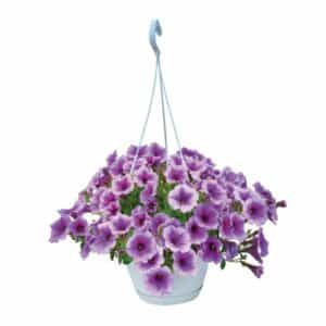 Surfinia in Basket 20cm