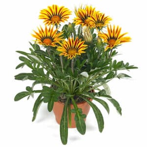 Gazania in Pot 19cm