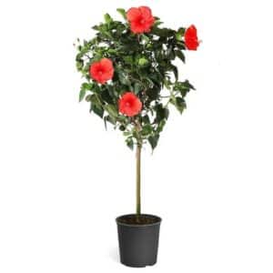 Hibiscus Alberello in Pot 19cm