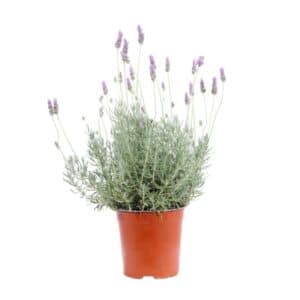 Lavandula Dentata in Pot 16cm