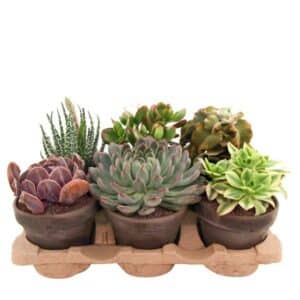 Succulent mix in Clay Pot 14cm