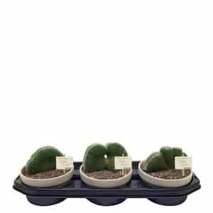 Mammillaria Matudae Crestata in Pot 15cm