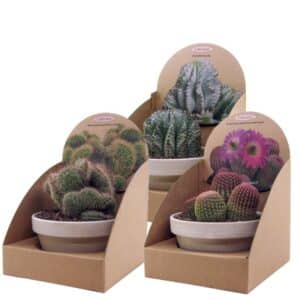 Cactus Mix in White Granite Pot 15cm