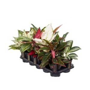 Aglaonema Mix in Pot 12cm