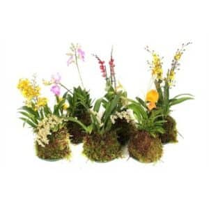Orchids Forest mix in Moss Base 14cm