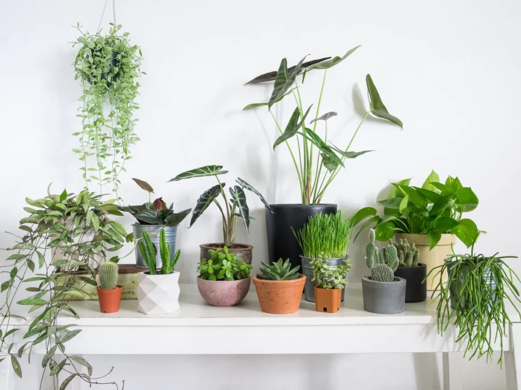 indoorplants
