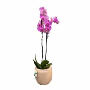 Phalaenopsis 2 Stem in Cibele Ceramic Pot 20cm