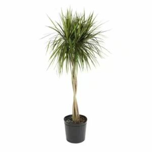 Dracaena Marginata Braided in Pot 35cm