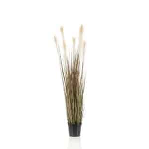 Pampas Grass 120cm in Plastic Pot