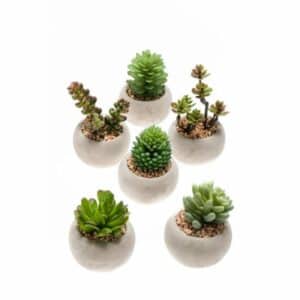 Succulent mix x6 in cement pot d65m