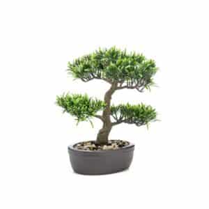 Podocarpus Bonsai 32cm on Plate Brown