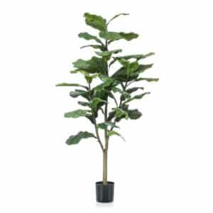Ficus Lyrata 120cm / 39 Leaves