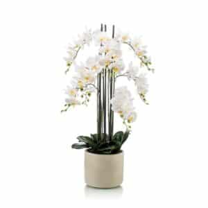 Phalaenopsis Plant x7 White 100cm in Ceramic Pot