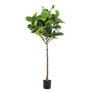 Ficus Lyrata Umbrella 195cm