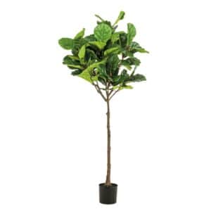 Ficus Lyrata Umbrella 195cm